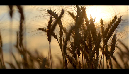 Lesson 6: Amateur vs Professional Trailers